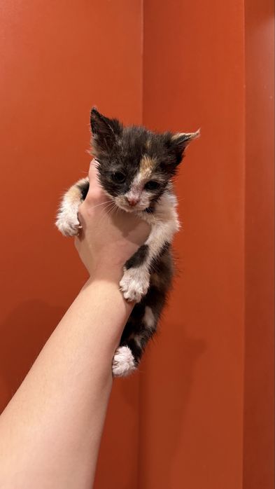 Отдам котенка в добрые руки. Девочка