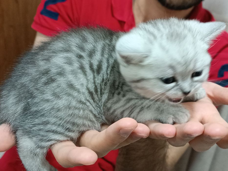 Продаются котята срочно