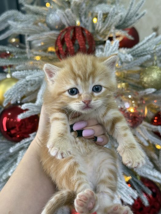 Шотландские котята