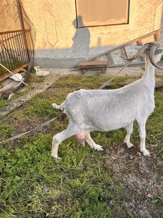 Продается  семейство  коз