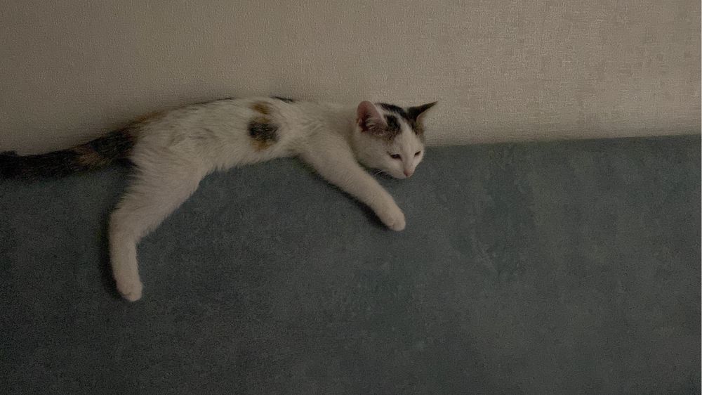 Отдам в добрые руки