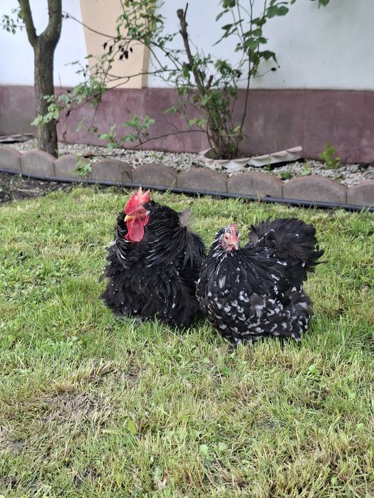 Pereche cochinchina pitic bobat frezat