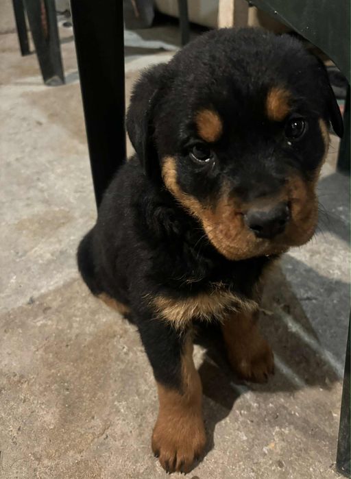 Продавам кученце на 50 дни