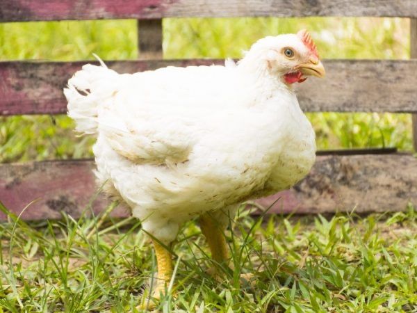 Продавам бройлери за клане