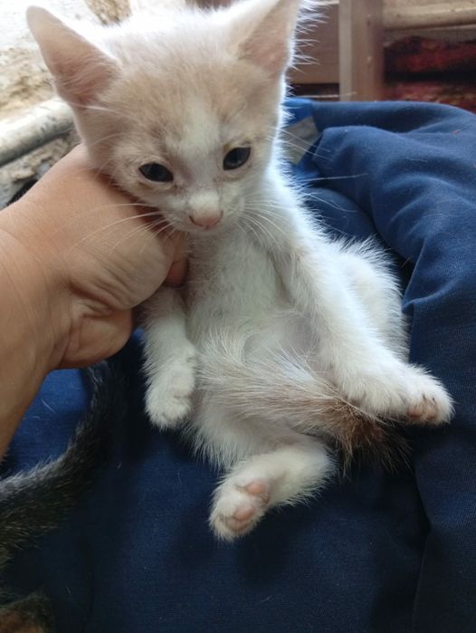 Котята ищут добрые ручки