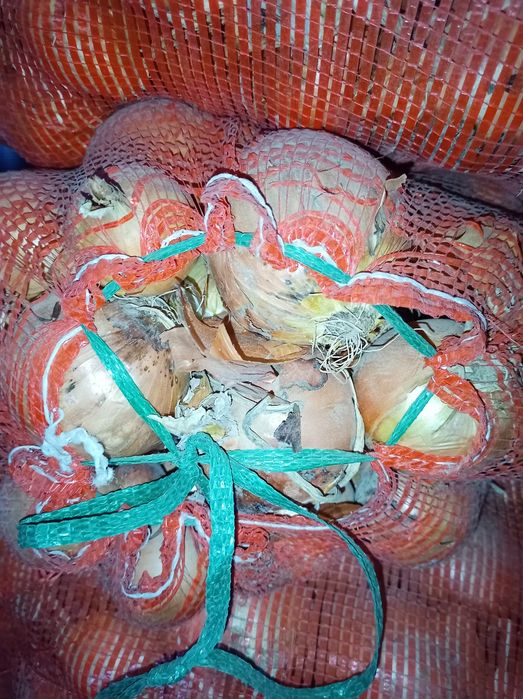 Лук репчатый, оптом.