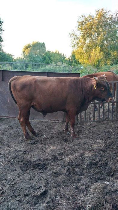 Продам бычков жирных