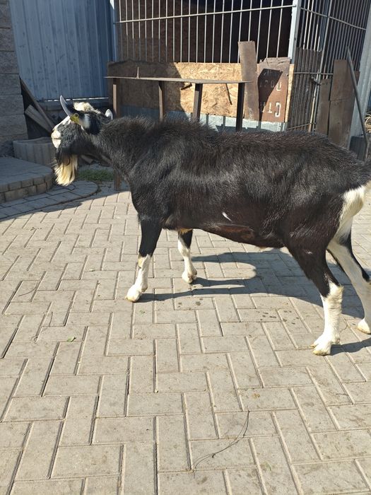 Продам козлика от молочной козы.