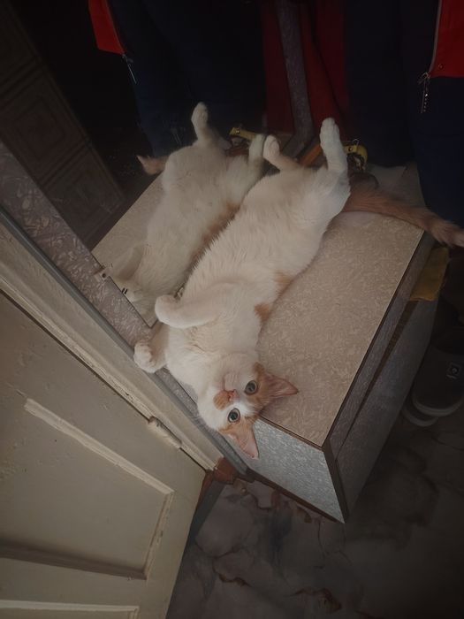 Отдам в добрый любящие руки