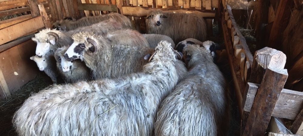 Vănd oi cu mieii!!!