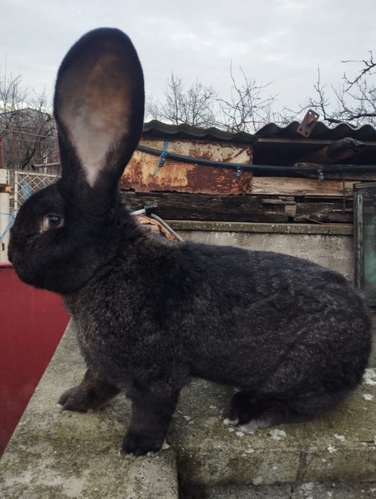 Uriaș german gri-fier