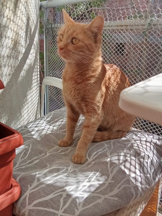 Котка осиновяване