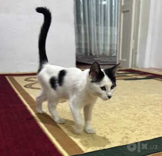 Котёнок ищет любящий дом. Mushukcha mehribon uyini izlamoqda.