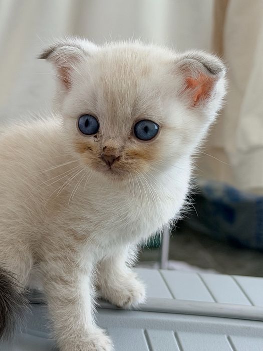 Продается котенки