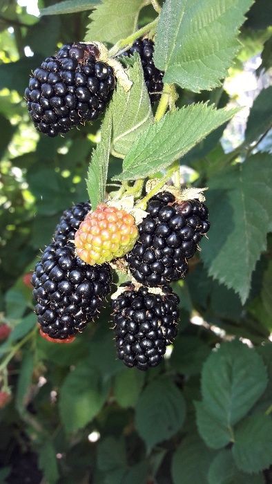 Butasi mur zmeur capsuni Albion smochin agris tayberry livrare rapida