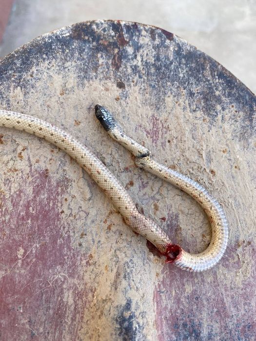 Moskvada arzon transseksuallar