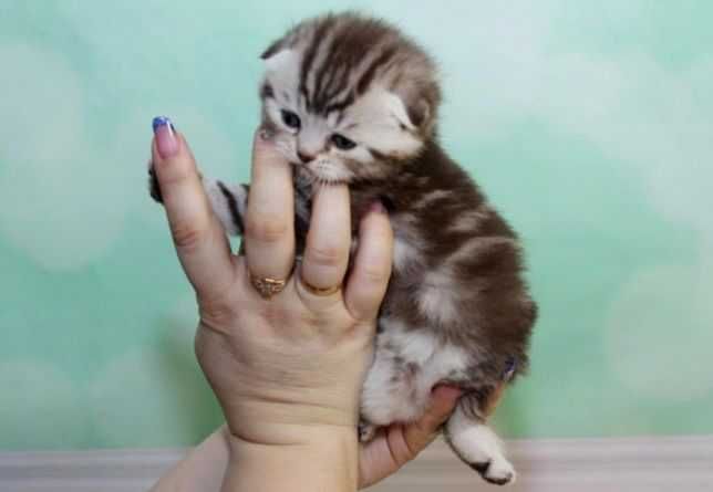 шотландские вислоухие котята