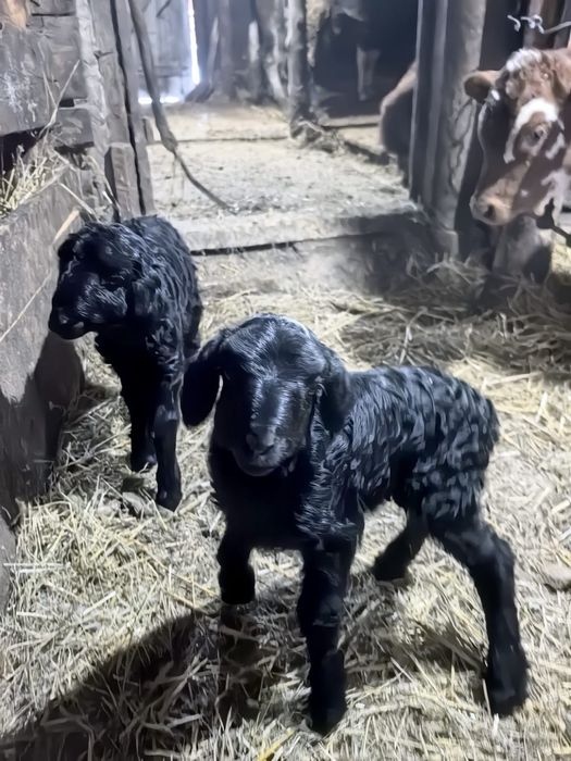 Продам ягнят. Ягнята