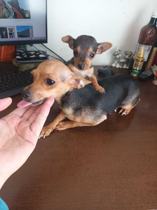 Мъжки мини пинчер