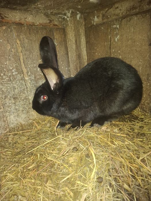 Devinzarw Iepuri fluture