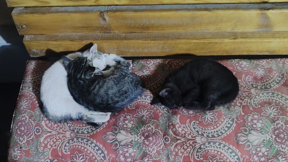 3 ta mushuk bolasi dostafka tekin
