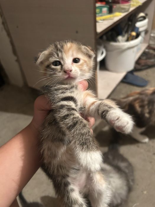Котята веслоухие