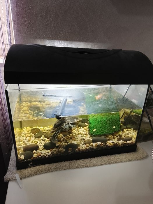 Broaste țestoase cu acvariu și filtru