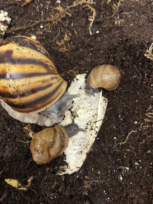 Архахатины овум грей ( сильвер )