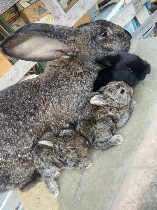 Iepuri sacrificare si reproducere