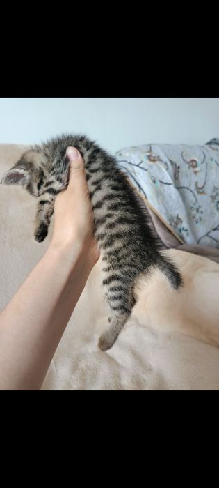 Отдам котенка мальчика в добрые руки