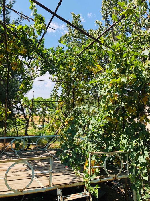 Дача в Пскентском районе!