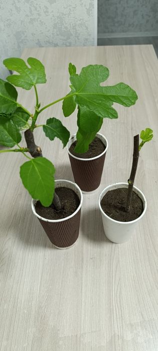 Продам черенки инжира