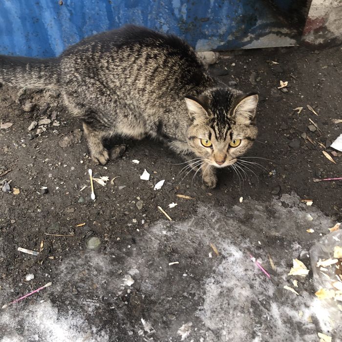 Бездомные кошки .