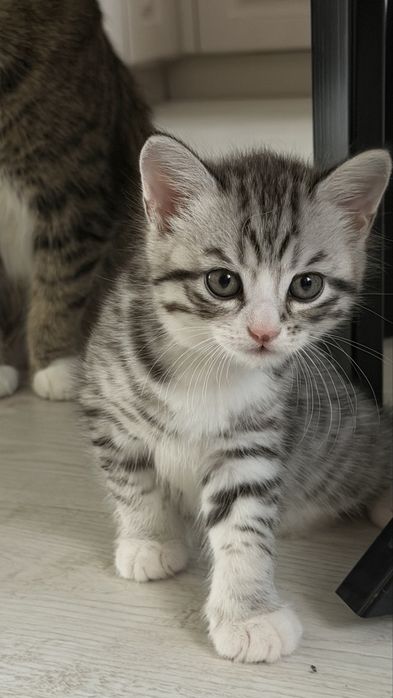 Котята помесь британца и шотландца