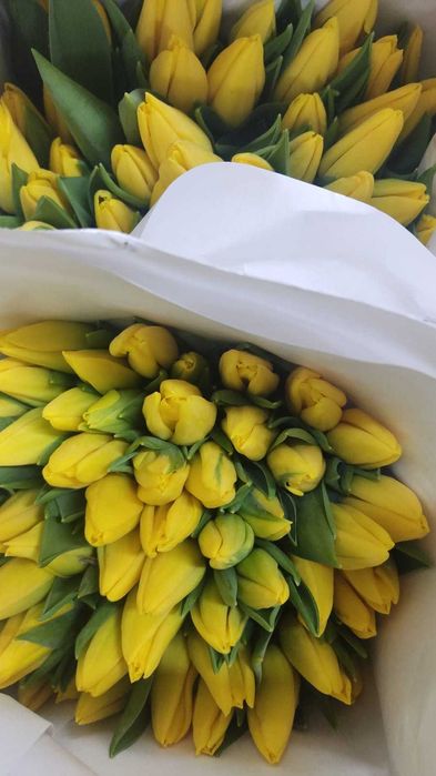 ТЮЛЬПАНЫ шикарные,  крупные, Казахстанские