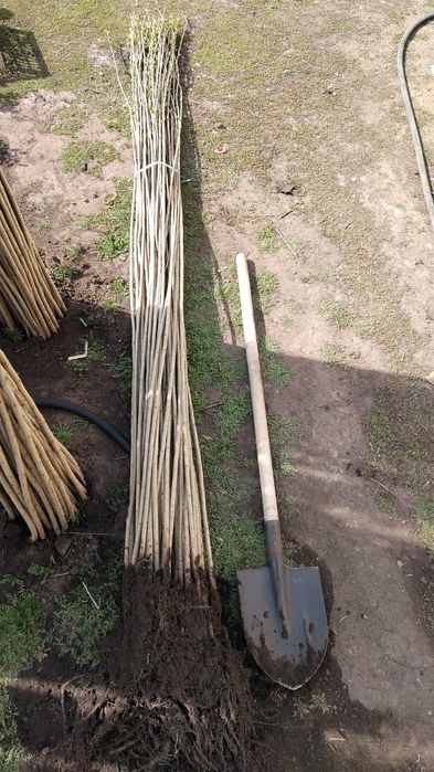 Тополь пирамидальный