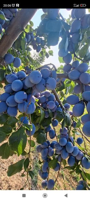 0733207585vand prune de țuică livrarea se face gratuit la domiciliul clientului pentru detalii suplimentare sunați
