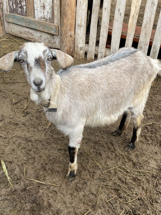 Сауынды ешкі сатылады. Альпи ешкі. Нуб ешкі