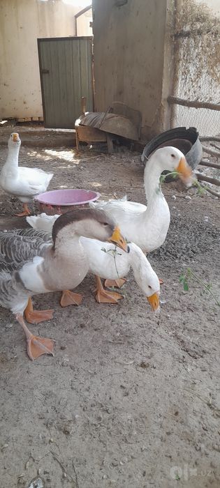 Xonaki g'ozlar sotiladi