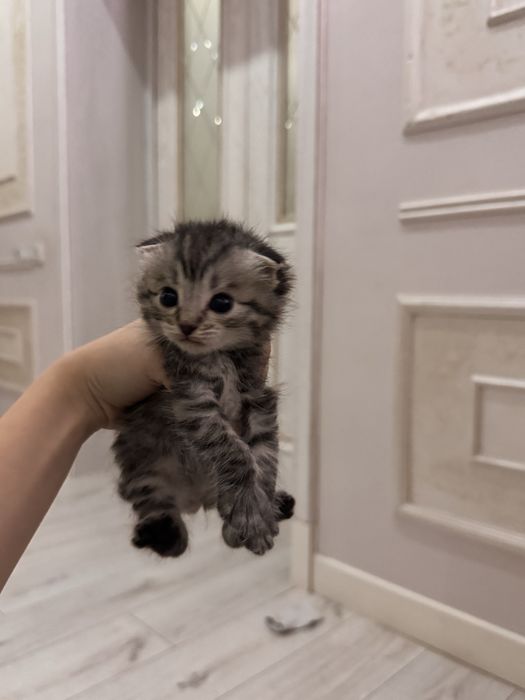 котята породистые