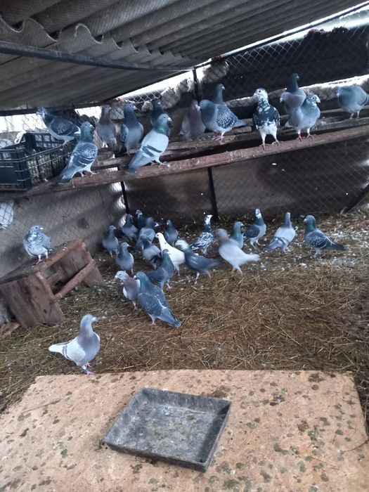 Vând porumbei voiajori