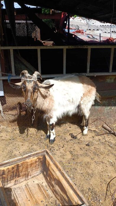 Продаются молочные козы и козлята