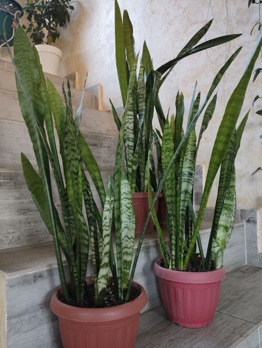 Комнатные цветы. Сансевиерии.