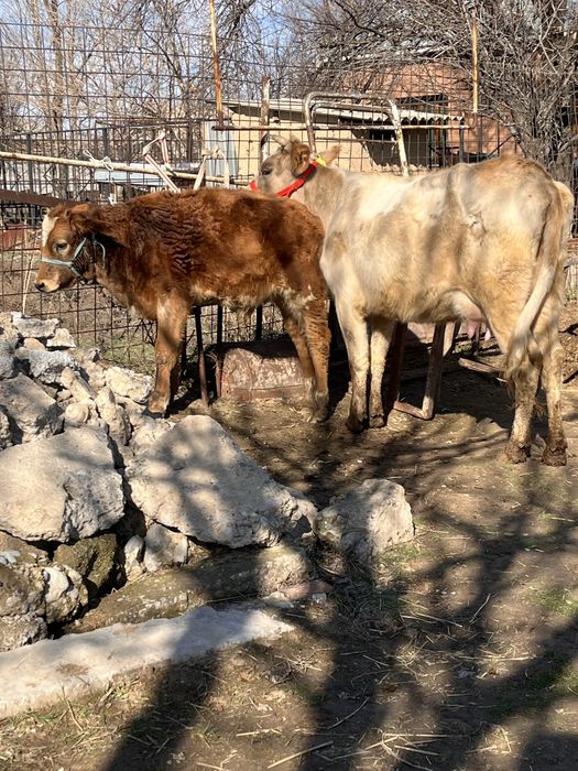 Сауынды сиыр сатылады баласы еркек