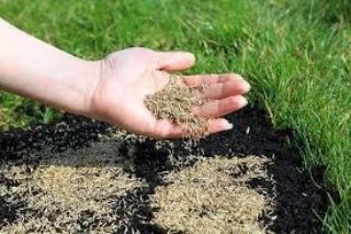 Gazon urug'i bor/ Газон уруг бор