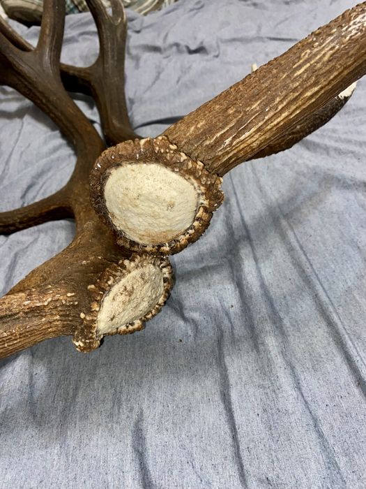 Pereche de coarne de cerb