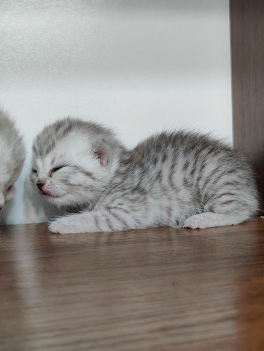 Шотландские вислоухие