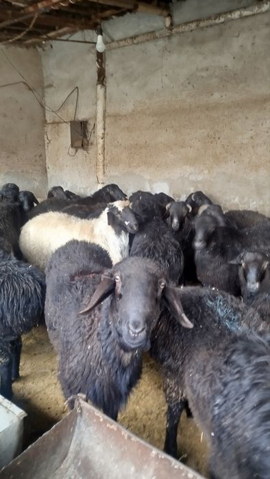 Sotuvda qo'ylar bor so'yib berish hizmati ham bor