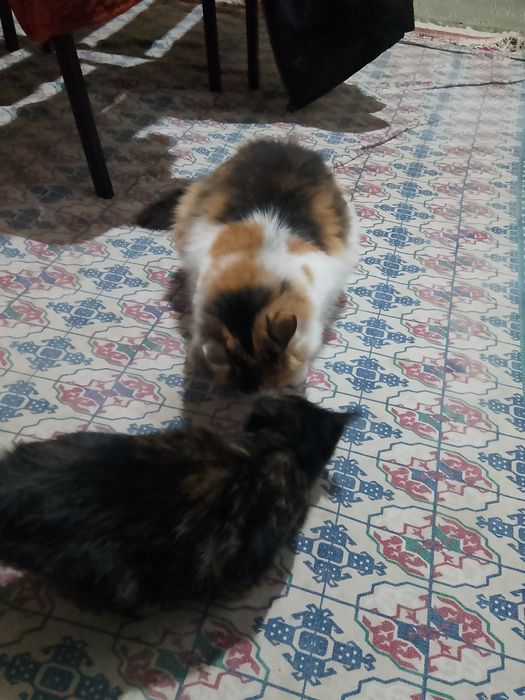 Кошка ,девочка отдам