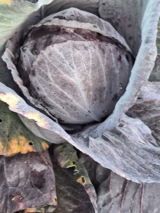 Varza rosie  de pastrare